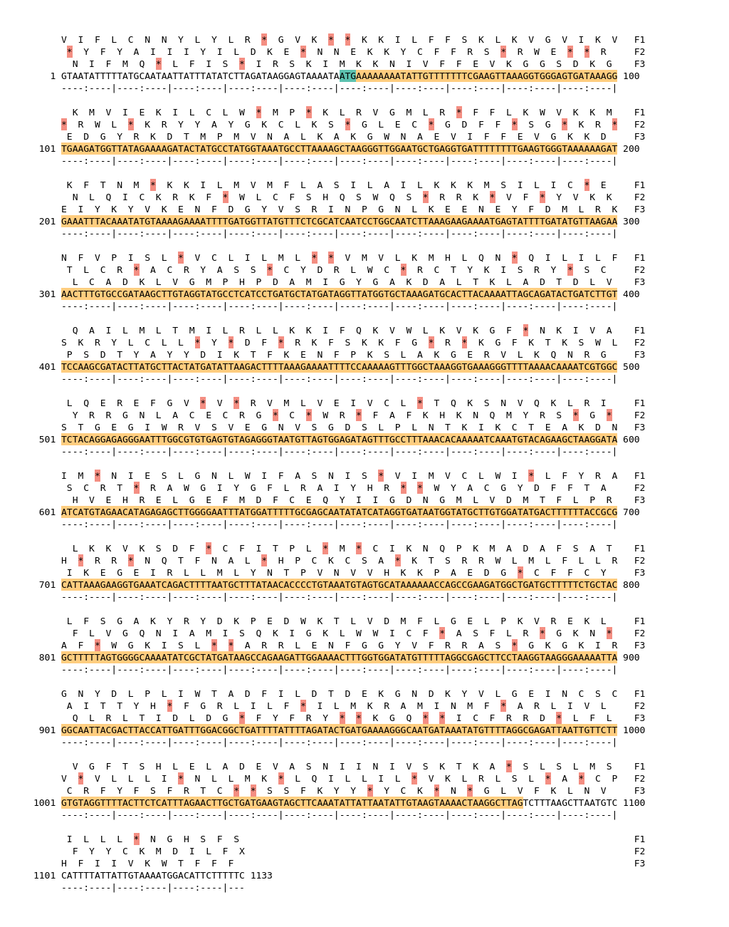 Image of isolate 79118 DNA sequence (yellow) for gene CAMP0061. Amino acids for each of the three frames is shown above the sequence. There is a start codon highlighted in green. There is not a stop codon highlighted red. There are additional stop codons.