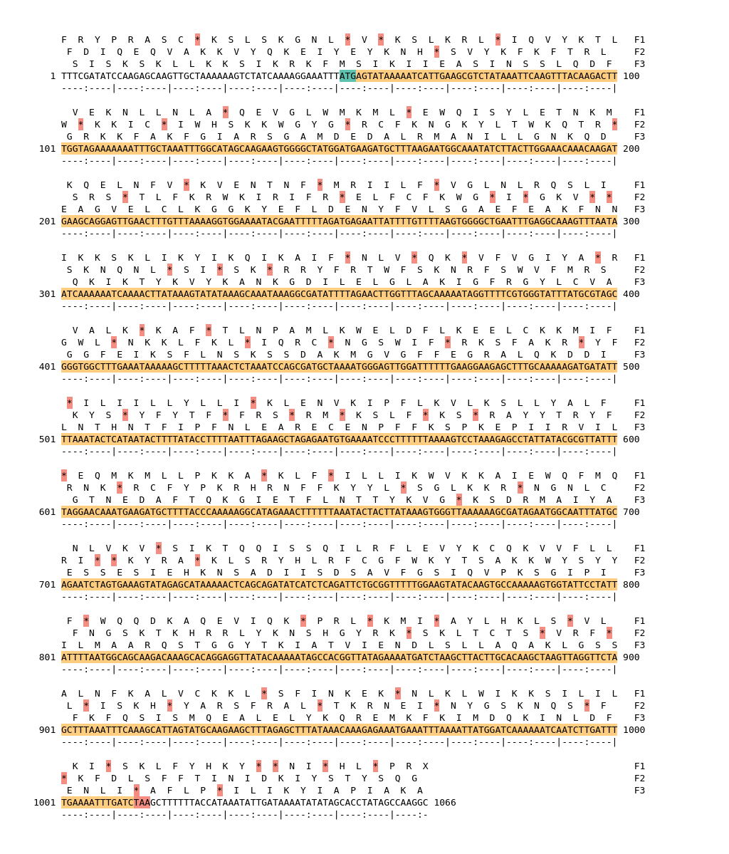 Image of isolate 80415 DNA sequence (yellow) for gene CAMP1443. Amino acids for each of the three frames is shown above the sequence. There is a start codon highlighted in green. There is a stop codon highlighted red. There is an internal stop codon.