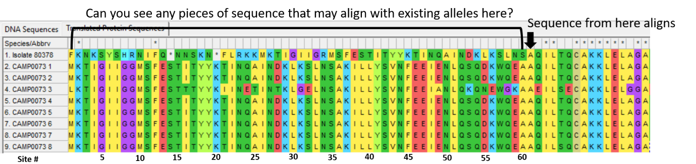 Alleles and isolate sequence open in MEGA. Shown with colour. Arrows to indicate where the sequence aligns.