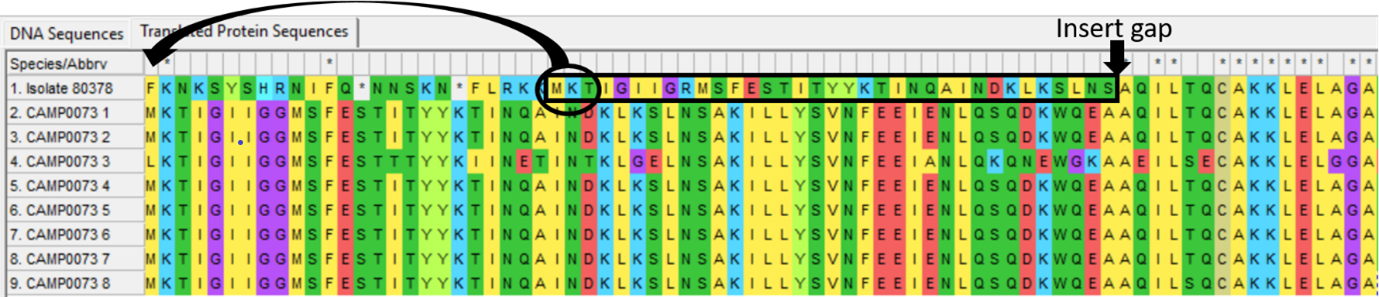 Alleles and isolate sequence open in MEGA. Shown with colour. Arrows to indicate where the sequence is the same and where a deletion has occurred.