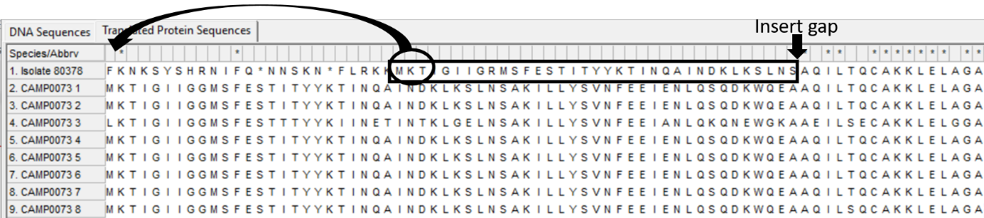 Alleles and isolate sequence open in MEGA. Shown without colour. Arrows to indicate where the sequence is the same and where a deletion has occurred.