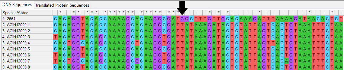 Alleles and isolate sequence open in MEGA. Shown with colour. Black arrow indicates where a large insertion or deletion has occurred. The end of the isolate sequence is very different to the defined alleles.