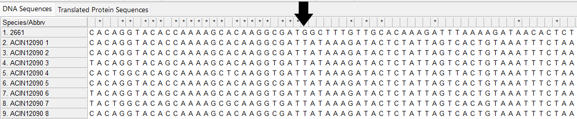 Alleles and isolate sequence open in MEGA. Shown without colour. Black arrow indicates where a large insertion or deletion has occurred. The end of the isolate sequence is very different to the defined alleles.