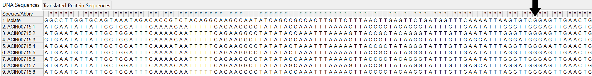 Alleles and isolate sequence open in MEGA. Shown without colour. The isolate sequence only matches the defined alleles from position 99 onwards, shown by an arrow.