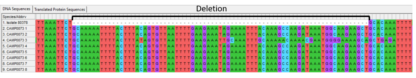 Alleles and isolate sequence open in MEGA. Shown with colour. The deletion portion is indicated.