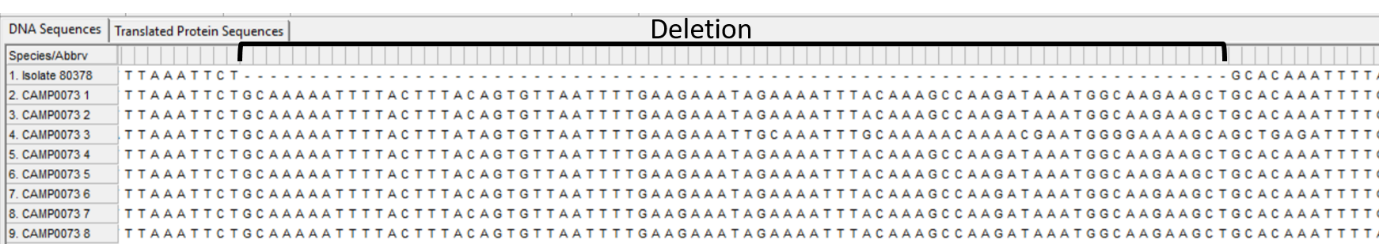 Alleles and isolate sequence open in MEGA. Shown without colour. The deletion area is shown.