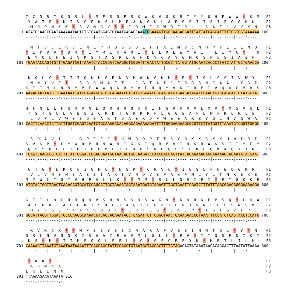 Image of isolate 3063 DNA sequence (yellow) for gene ACIN00725. Amino acids for each of the three frames is shown above the sequence. There is a start codon highlighted in green. There is not a stop codon highlighted red. There are internal stop codons.