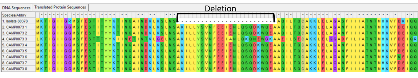 Alleles and isolate amino acid sequence open in MEGA. Shown with colour. Arrows to indicate where the sequence is the same and where the deletion has occurred.