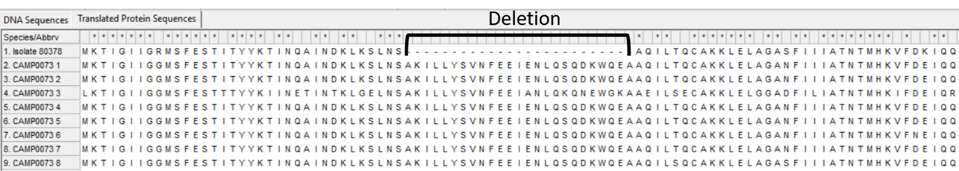 Alleles and isolate amino acid sequence open in MEGA. Shown without colour. Arrows to indicate where the sequence is the same and where the deletion has occurred.