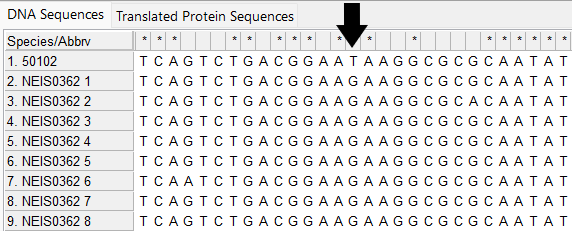 Alleles and isolate sequence open in MEGA without colour. Black arrow indicates the site of a point mutation where there is a T in the isolate sequence and a G in the defined allele sequences. This leads to an internal stop codon.