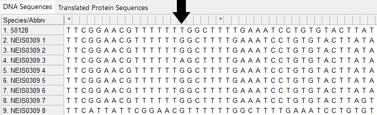 Alleles and isolate sequence open in MEGA without colour. Isolate sequence shifted one to the right, a frameshift has occurred due to the insertion of one base. 