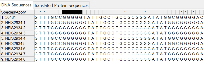 Alleles and isolate sequence open in MEGA iwithout colour. Isolate sequence shifted one to the left, a frameshift has occurred due to the loss of one base. 