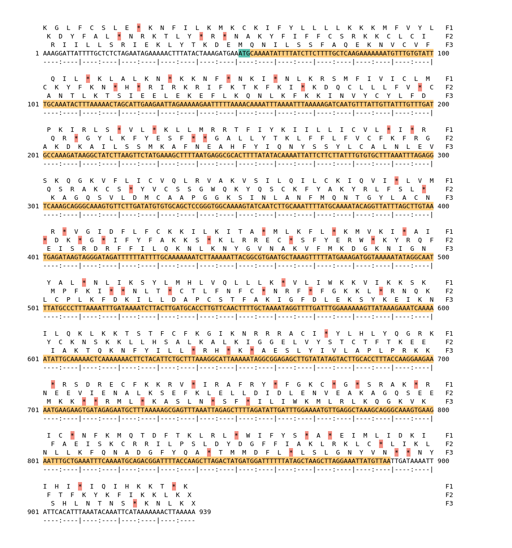 Image of isolate 80415 DNA sequence (yellow) for gene CAMP0593. Amino acids for each of the three frames is shown above the sequence. There is a start codon highlighted in green. There is not a stop codon highlighted red. There are internal stop codons.