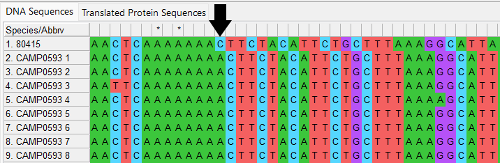 Alleles and isolate sequence open in MEGA. Shown with colour. Arrow points to site 573 where a single base has been lost in the isolate sequence compared to the defined alleles.