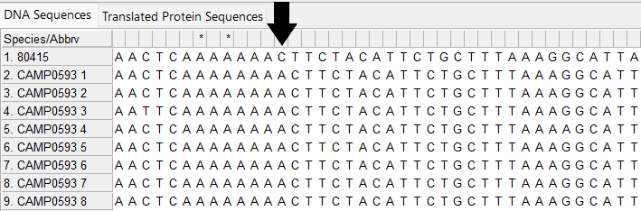 Alleles and isolate sequence open in MEGA. Shown without colour. Arrow points to site 573 where a single base has been lost in the isolate sequence compared to the defined alleles.