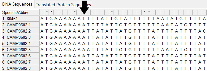 Alleles and isolate sequence open in MEGA. Shown without colour. Arrow points to site 10 where a base has been lost in the isolate sequence compared to the defined alleles.