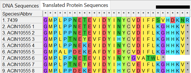 Image of the amino acids in MEGA with colour. Isolate on upper row. Demonstrates how the isolate sequence varies with SVHDKNR compared to the alleles with KGHHKV-Stop codon.