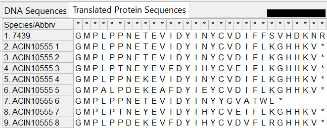 Image of the amino acids in MEGA without colour. Isolate on upper row. Demonstrates how the isolate sequence varies with SVHDKNR compared to the alleles with KGHHKV-Stop codon.