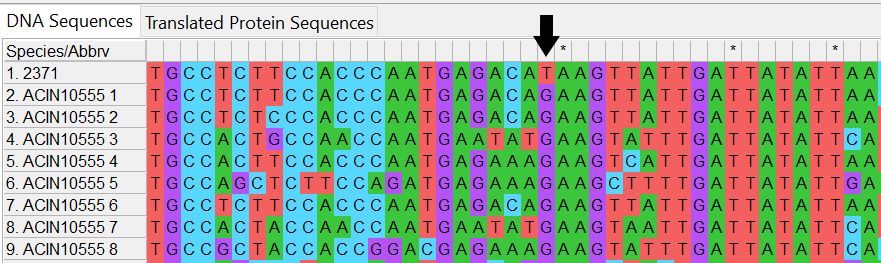 Alleles and isolate sequence open in MEGA. Shown with colour. Black arrow shows where a T is in our isolate sequence but G is found in the allele sequences.