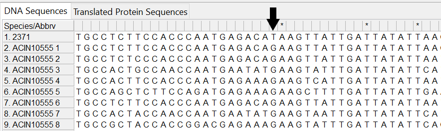 Alleles and isolate sequence open in MEGA. Shown with colour. Black arrow shows where a T is in our isolate sequence but G is found in the allele sequences.