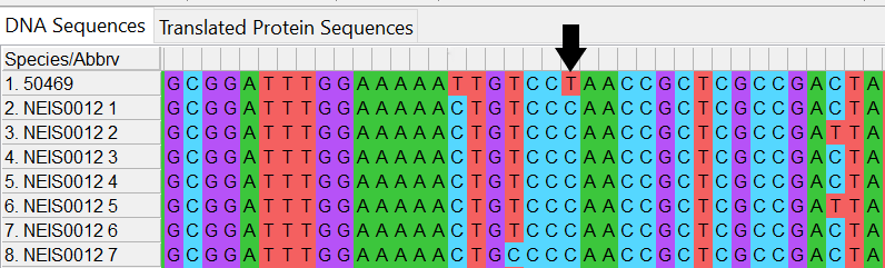 Alleles and isolate sequence open in MEGA. Shown with colour. Black arrow shows where the base in our isolate sequence is different to that of the defined alleles.