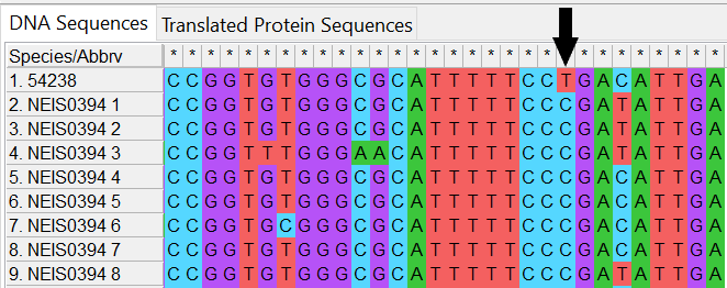 Alleles and isolate sequence open in MEGA. Shown with colour. Isolate has point mutation creating an internal stop codon shown by a black arrow.