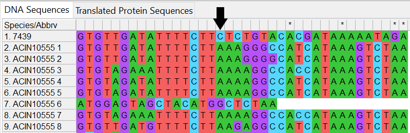 Alleles and isolate sequence open in MEGA. Shown with colour. End of isolate sequence very different to the allele sequences. 