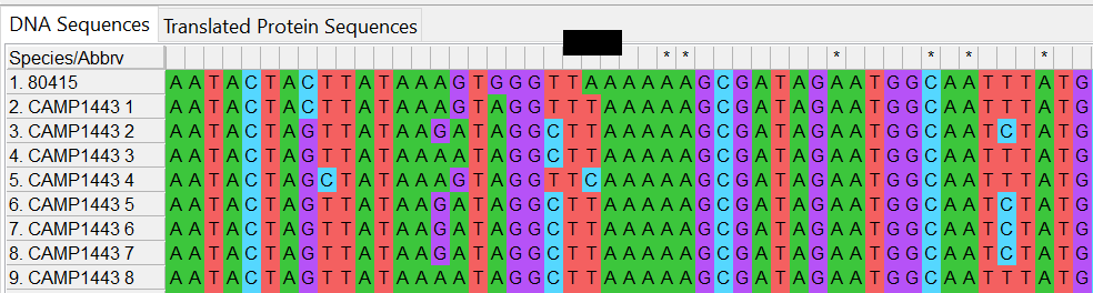 Alleles and isolate sequence open in MEGA. Shown with colour. Isolate sequence contains a point mutation, T to A, which leads to an internal stop codon.