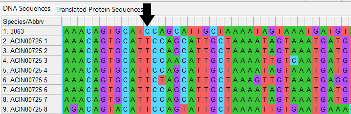 Alleles and isolate sequence open in MEGA. Shown in colour. Isolate sequence shifted one to the left, a frameshift has occurred due to the loss of one base shown by the black arrow.