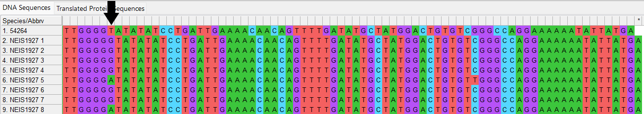 Alleles and isolate sequence open in MEGA. Shown in colour. Isolate sequence shifted one to the left, a frameshift has occurred due to the loss of one base shown by the black arrow. 