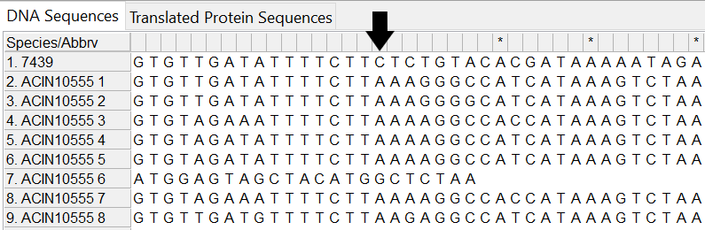 Alleles and isolate sequence open in MEGA. Shown without colour. End of isolate sequence very different to the allele sequences. 