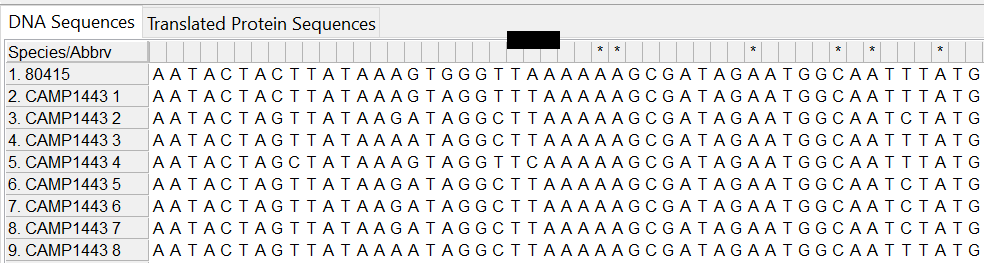 Alleles and isolate sequence open in MEGA. Shown with colour. Isolate sequence contains a point mutation, T to A, which leads to an internal stop codon.