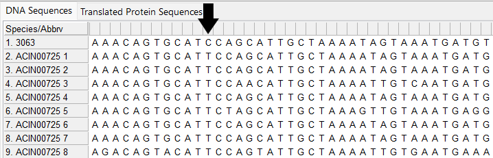 Alleles and isolate sequence open in MEGA. Shown without colour. Isolate sequence shifted one to the left, a frameshift has occurred due to the loss of one base shown by the black arrow.