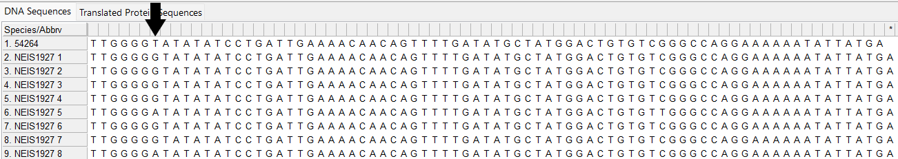 Alleles and isolate sequence open in MEGA. Shown without colour. Isolate sequence shifted one to the left, a frameshift has occurred due to the loss of one base shown by the black arrow. 