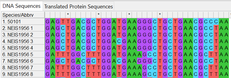 Alleles and isolate sequence open in MEGA. Shown with colour. The stop codon has a point mutation, which codes for an amino acid instead of a stop codon.