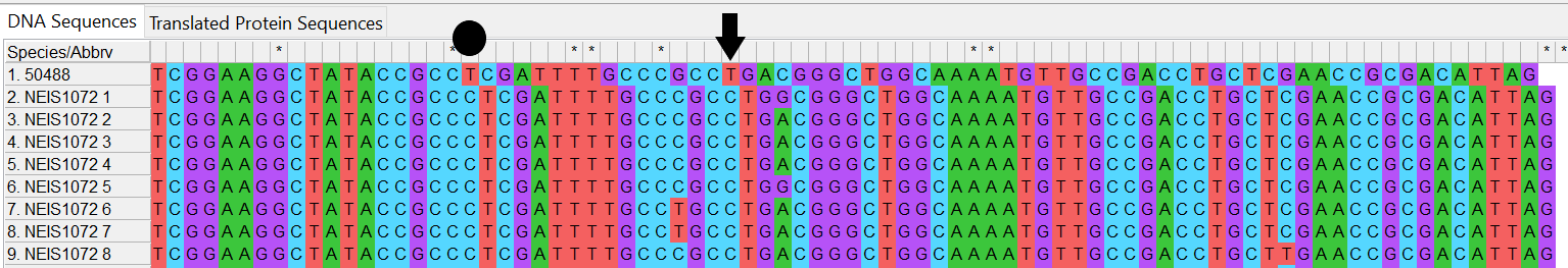 Alleles and isolate sequence open in MEGA. Shown with colour. Black arrow shows first base of the possible stop codon. Isolate sequence is shifted one to the left, occurred due to the loss of one base shown by the circle.