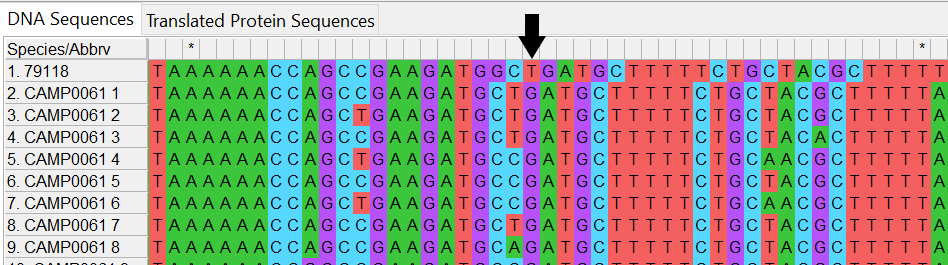 Alleles and isolate sequence open in MEGA. Shown with colour. Isolate sequence shifted one to the right, a frameshift has occurred due to the insertion of one base. 