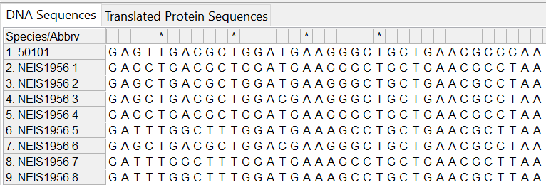 Alleles and isolate sequence open in MEGA. Shown without colour. The stop codon has a point mutation, which codes for an amino acid instead of a stop codon.