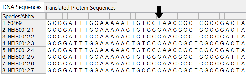 Alleles and isolate sequence open in MEGA. Shown without colour. Black arrow shows where the base in our isolate sequence is different to that of the defined alleles.