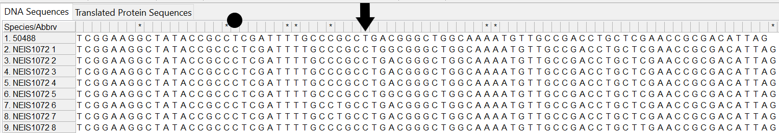 Alleles and isolate sequence open in MEGA. Shown without colour. Black arrow shows first base of the possible stop codon. Isolate sequence is shifted one to the left, occurred due to the loss of one base shown by the circle.