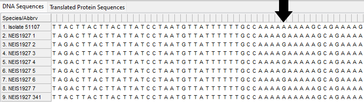 Alleles and isolate sequence open in MEGA. Shown without colour. Isolate sequence shifted one to the left, a frameshift has occurred due to the loss of one base.