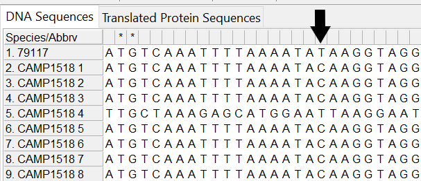 Alleles and isolate sequence open in MEGA. Shown without colour. Black arrow indicates site 19 where the base in our sequence is a T compared to a C.