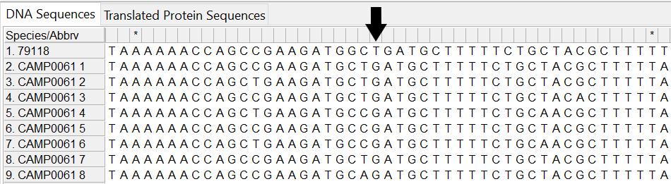 Alleles and isolate sequence open in MEGA. Shown without colour. Isolate sequence shifted one to the right, a frameshift has occurred due to the insertion of one base. 