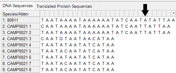 Alleles and isolate sequence open in MEGA. Shown without colour. Isolate sequence shifted one to the right, a frameshift has occurred due to the insertion of one base.