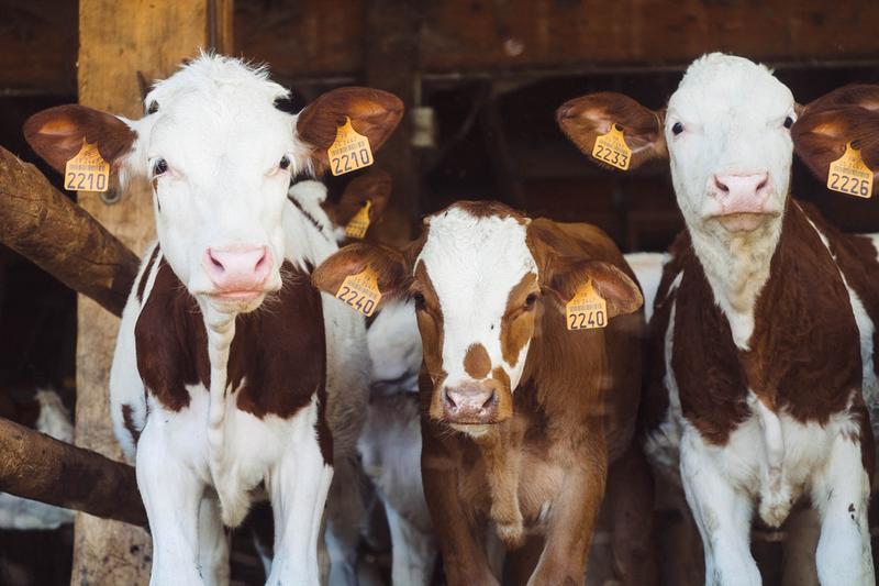 Three cows in barn