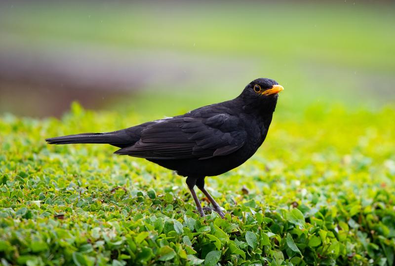 Blackbird on green vegetation