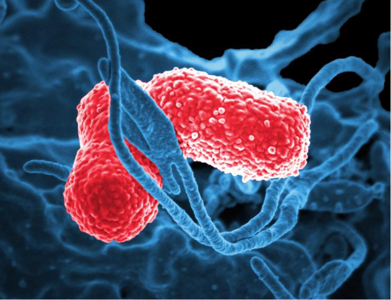 Medical illustration of Klebsiella pneumoniae