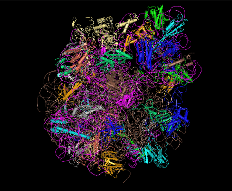 Bacterial ribosome structure