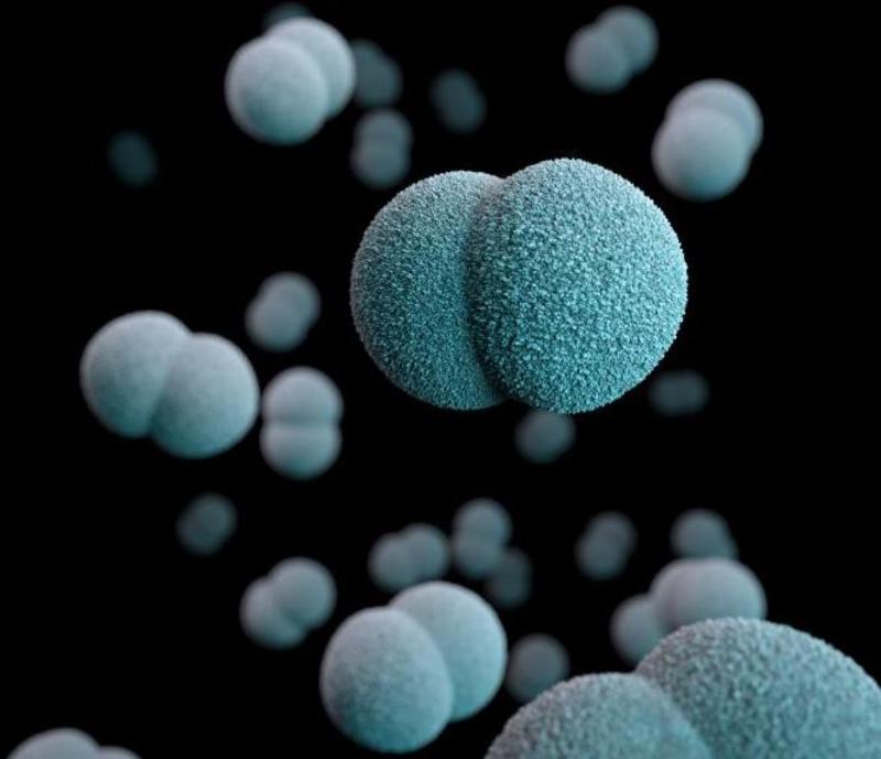 Image of Neisseria meningitidis