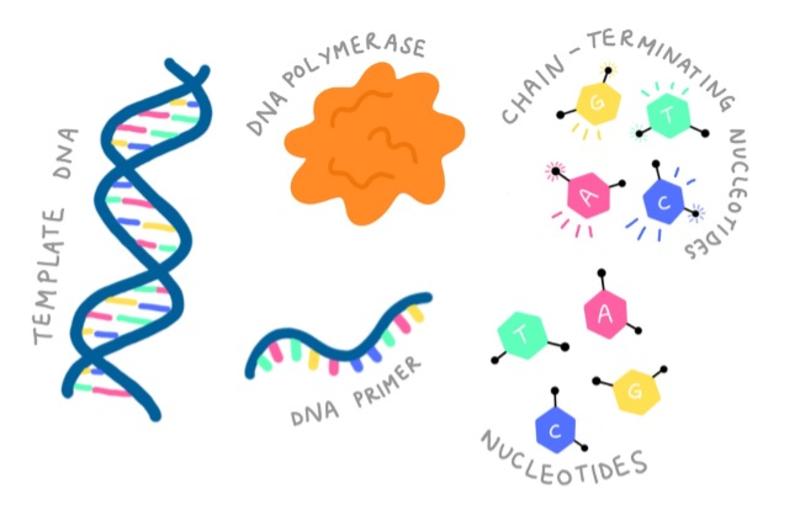 Sanger sequencing 'ingredients'